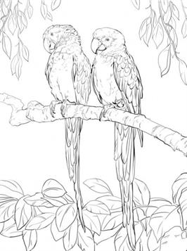 Kids-n-fun.de | 45 Ausmalbilder von Papageien